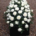 ####   Full Rose Casket Spray. Colours available red, white, pink, yellow or pastel mixed, vibrant 
3ft £190    4ft £270    5ft £320   6ft £450 (as shown)